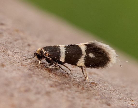 8.005 BF128 Phylloporia bistrigella