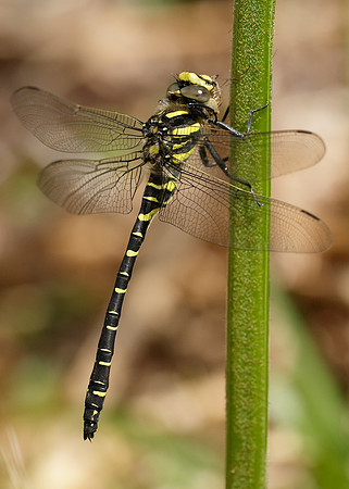 Golden-ringed Dragonfly Cordulegaster boltonii