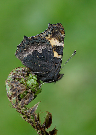 Small Tortoiseshell Aglais urticae