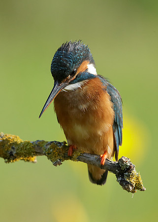Kingfisher Alcedo atthis