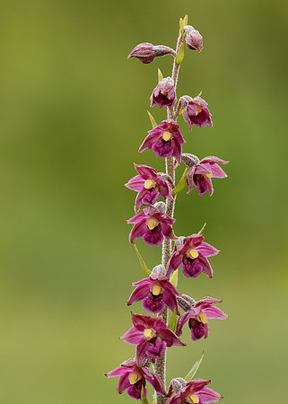 Dark Red Helleborine Epipactis atrorubens