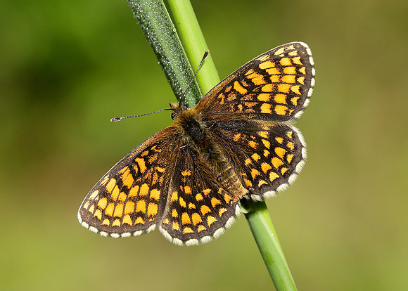 Heath Fritillary Melitaea athalia