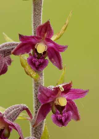 Dark Red Helleborine Epipactis atrorubens
