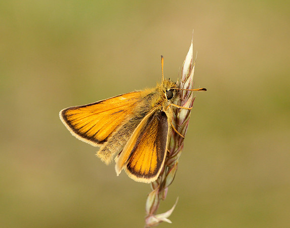 Essex Skipper Thymelicus lineola
