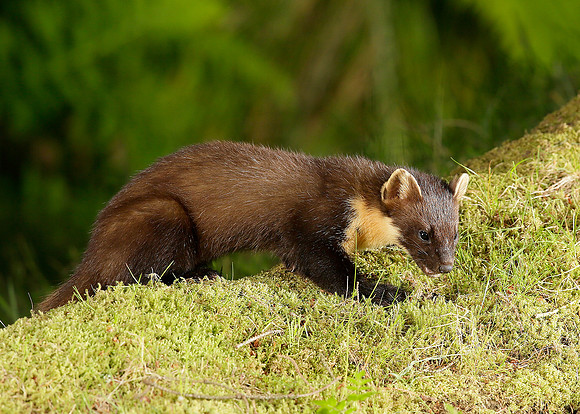 Pine Marten Martes martes