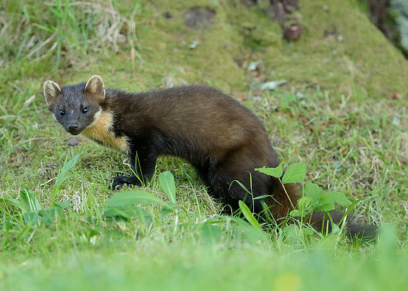 Pine Marten Martes martes