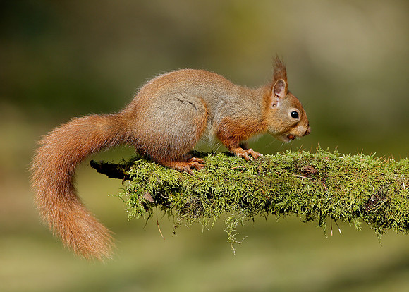 Red Squirrel Sciurus vulgaris