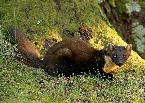 Pine Marten Martes martes