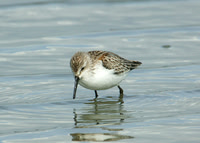 Western Sandpiper Calidris maura