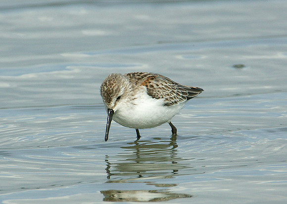 Western Sandpiper Calidris maura