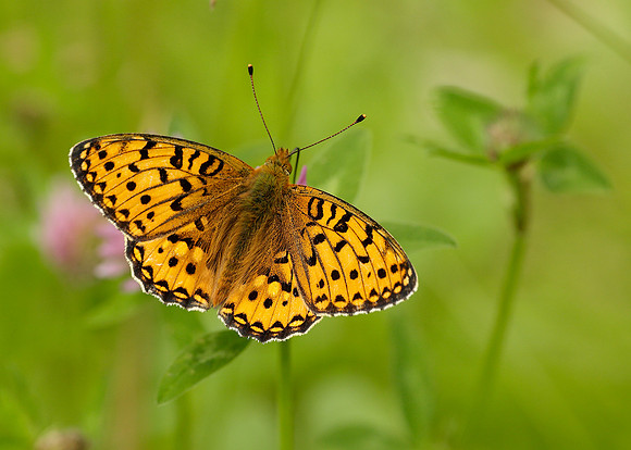 Dark Green Fritillary Argynnis aglaja