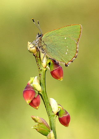 Green Hairstreak Callophrys rubi