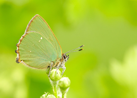 Green Hairstreak Callophrys rubi