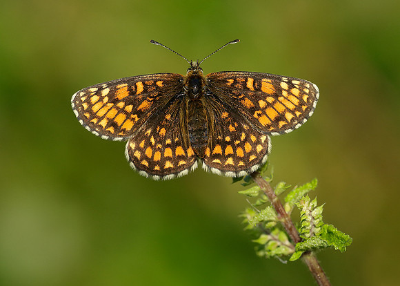 Heath Fritillary Melitaea athalia