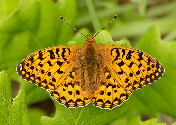 Dark Green Fritillary Argynnis aglaja
