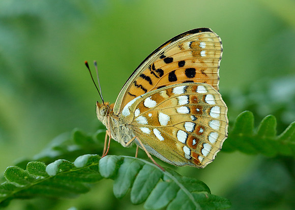 High Brown Fritillary Argynnis adippe