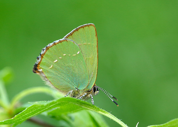 Green Hairstreak Callophrys rubi