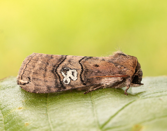 65.010 BF1654 Figure of Eighty Tethea ocularis