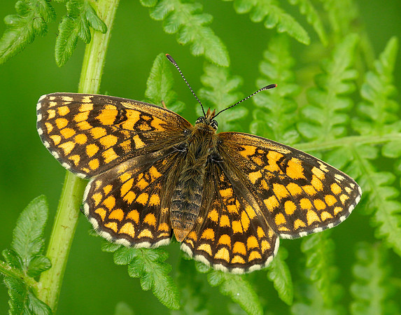 Heath Fritillary Melitaea athalia