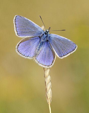 Common Blue Polyommatus icarus