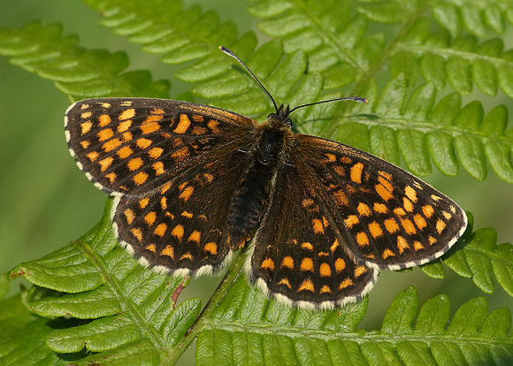 Heath Fritillary Melitaea athalia
