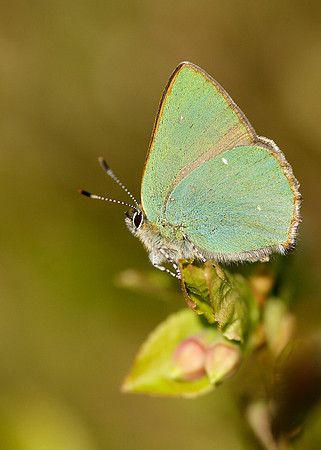 Green Hairstreak Callophrys rubi