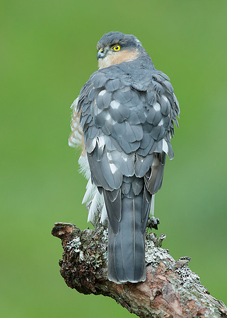 Sparrowhawk Accipiter nisus