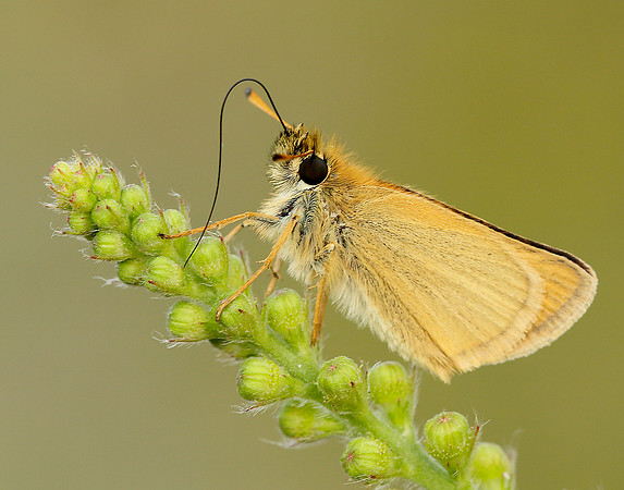 Essex Skipper Thymelicus lineola