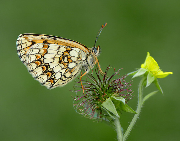Heath Fritillary Melitaea athalia