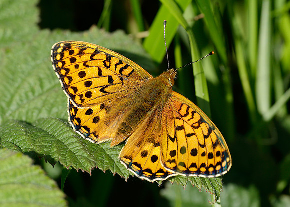 Dark Green Fritillary Argynnis aglaja