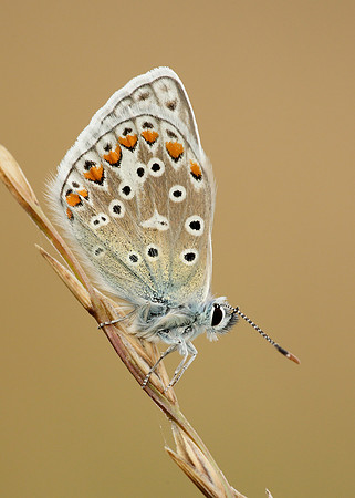 Common Blue Polyommatus icarus