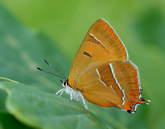 Brown Hairstreak Thecla betulae