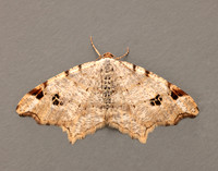 70.211 BF1889 Peacock Moth Macaria notata