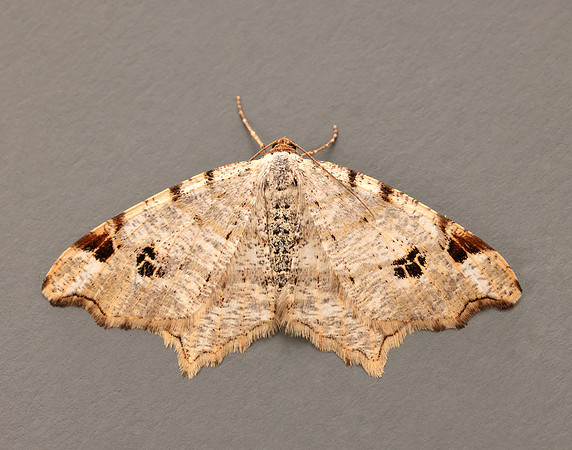 70.211 BF1889 Peacock Moth Macaria notata