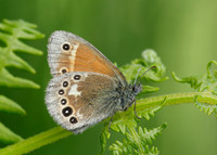 Large Heath Coenonympha tullia davus