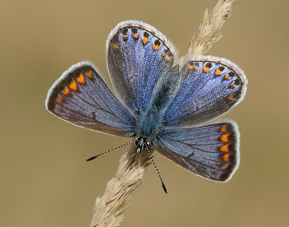 Common Blue Polyommatus icarus