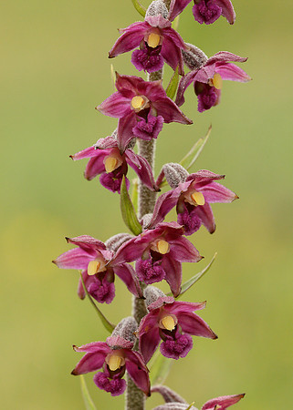 Dark Red Helleborine Epipactis atrorubens