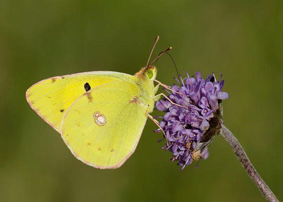 Clouded Yellow Colias croceus