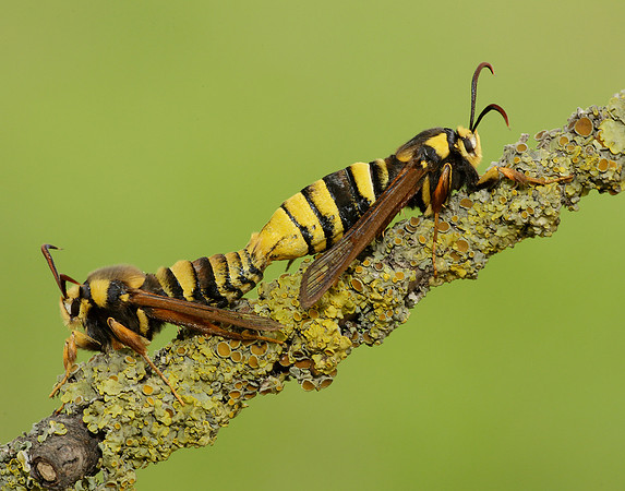 52.002 BF0370 Hornet Moth Sesia apiformis