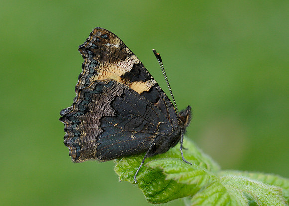 Small Tortoiseshell Aglais urticae