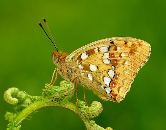High Brown Fritillary Argynnis adippe