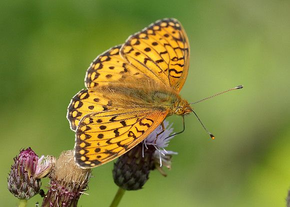 Dark Green Fritillary Argynnis aglaja
