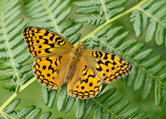 High Brown Fritillary Argynnis adippe