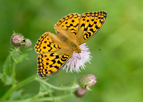 High Brown Fritillary Argynnis adippe
