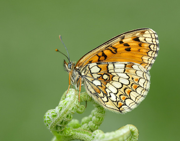 Heath Fritillary Melitaea athalia
