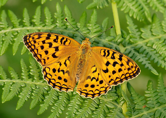 High Brown Fritillary Argynnis adippe