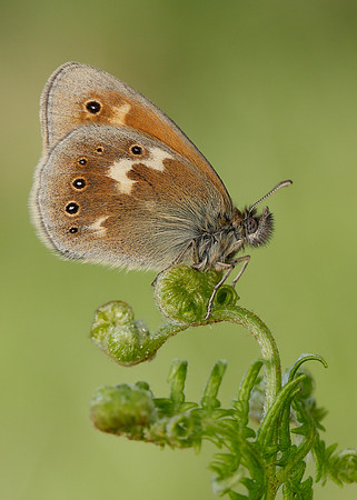 Large Heath Coenonympha tullia polydama