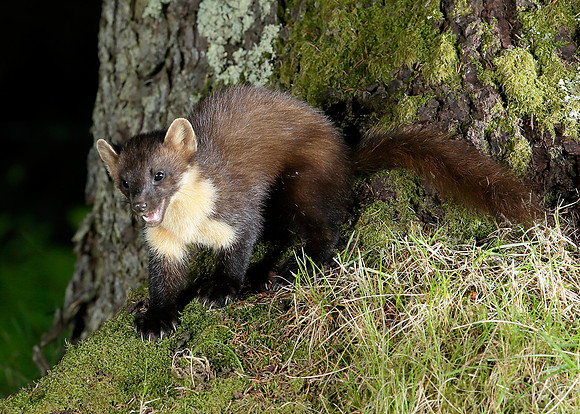 Pine Marten Martes martes