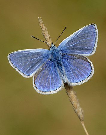 Common Blue Polyommatus icarus