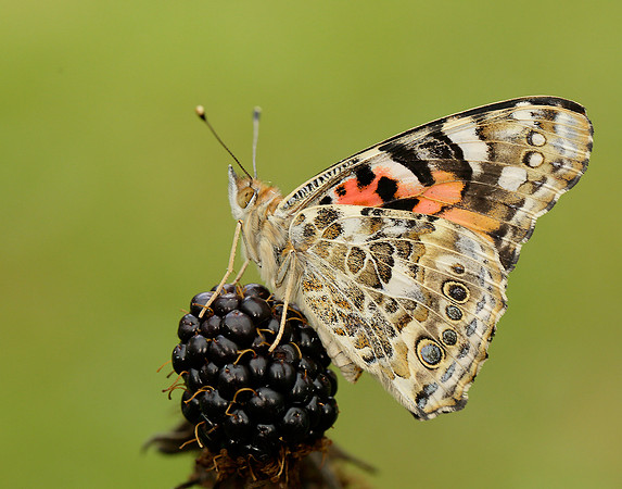 Painted Lady Vanessa cardui